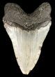 Megalodon Tooth - North Carolina #49515-2